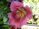 Photo 048_resize * 500 x 375 * (49KB)